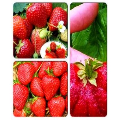 Клубника > коллекция из 3-х сортов: Клубника Аромас => Клубника Бениция => Клубника Богота