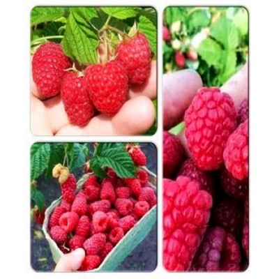 Малина > коллекция из 3-х сортов: Малина Брусиловский стандарт => Малина Гусар => Малина Радуга