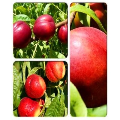 Нектарин > коллекция из 3-х сортов: Нектарин Ред Голд => Нектарин Рубиновый => Нектарин Сан Глоу