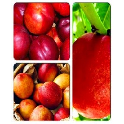 Нектарин > коллекция из 3-х сортов: Нектарин Старк Делишес => Нектарин Супер Квин => Нектарин Флейвор Топ