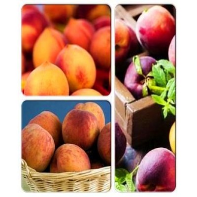 Персик > коллекция из 3-х сортов: Персик Августовский => Персик Алстар => Персик Красна девица