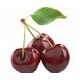 Черешня от питомника в Кропоткине