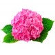 Саженцы Гортензии от питомника в Кропоткине